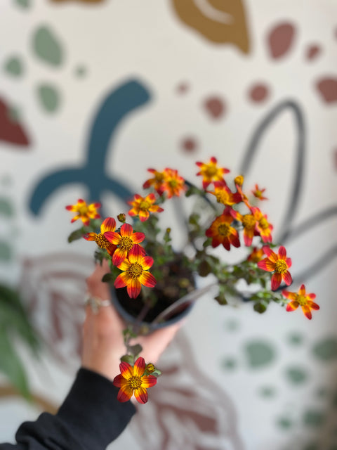 Bidens 'Bee Happy Red' - British Grown