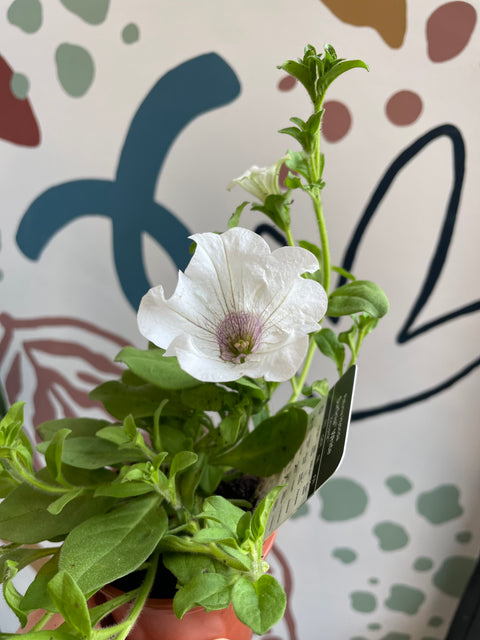 Petunia 'Surfinia White' - British Grown