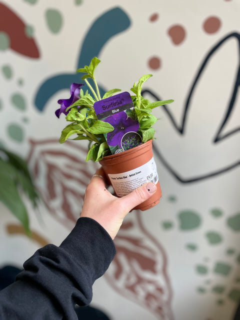 Petunia 'Surfinia Blue' - British Grown