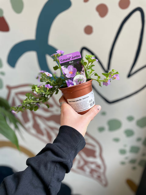 Bacopa 'Cabana Jumbo Blue' - British Grown