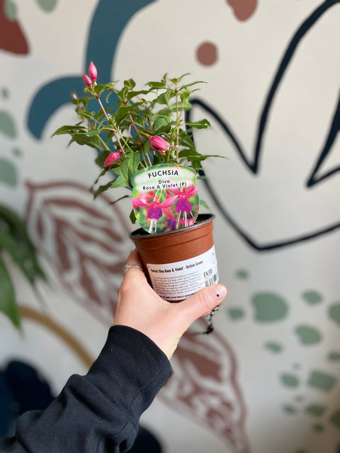 Fuchsia 'Diva Rose & Violet' - British Grown