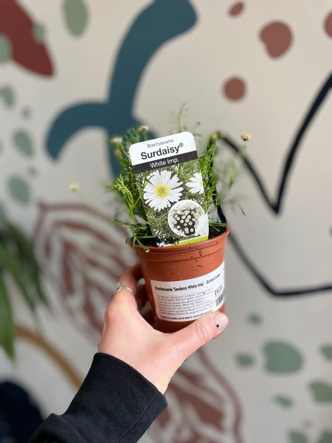 Brachyscome 'Surdaisy White Imp' - British Grown