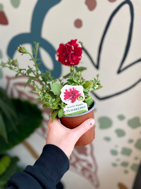 Plant New Arrivals