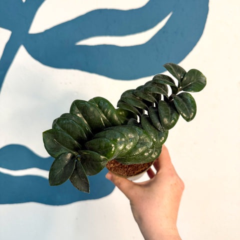 Zamioculcas zamiifolia 'Zenzi' – Glücksfeder
