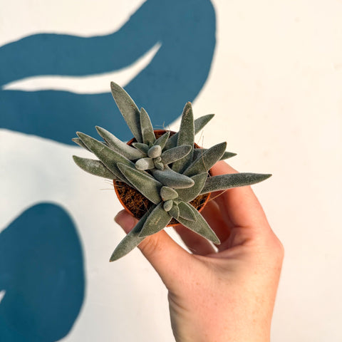 Crassula 'Tarantula'
