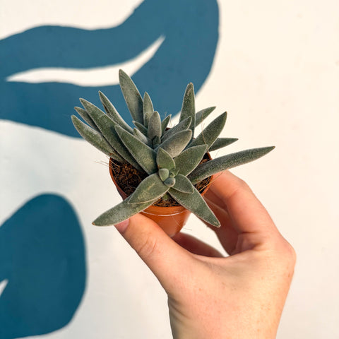 Crassula 'Tarantula'