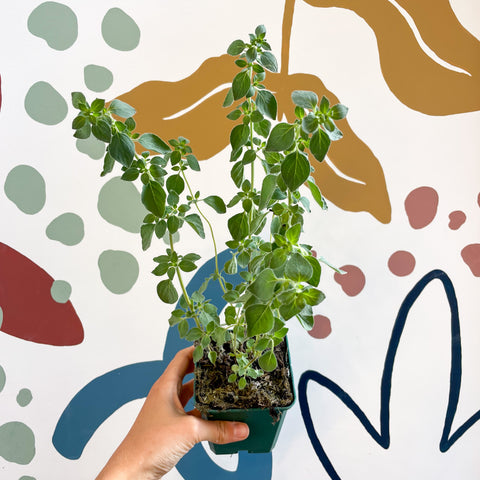 Oregano - Origanum vulgare 'Hot & Spicy' - British Grown Culinary Herbs