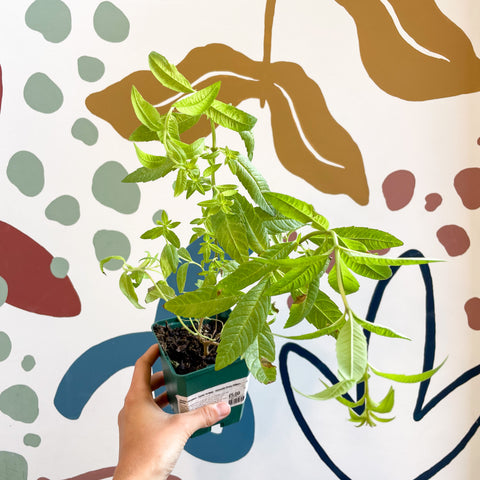 Aloysia citrodora - Lemon Verbena - Cotswolds Grown Culinary Herbs