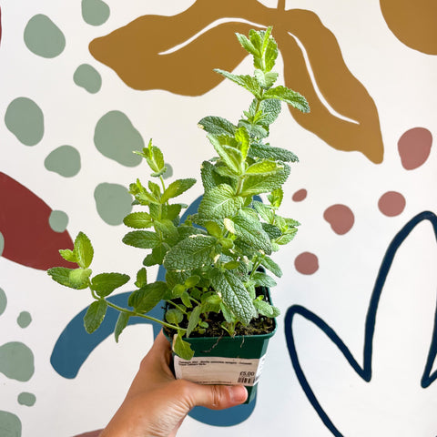 Pineapple Mint - Mentha suaveolens variegata - Cotswolds Grown Culinary Herbs