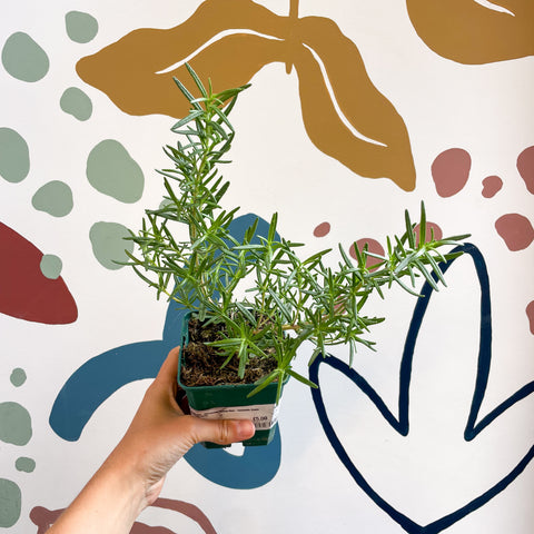 Rosemary - Rosmarinus 'Tuscan Blue' - Cotswolds Grown Culinary Herbs