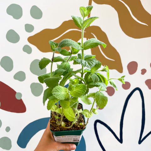 Mentha suaveolens - Apple Mint - Cotswolds Grown Culinary Herbs