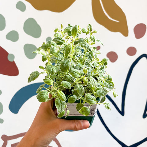 Oregano - Origanum vulgare variegata - Cotswolds Grown Culinary Herbs