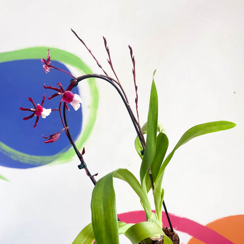 Orquídea Cambria roja oscura y blanca - x Colmanara