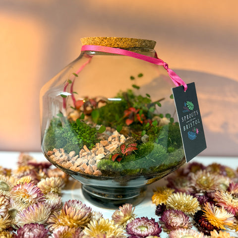 Iza Glass Valentine’s Bioactive Terrarium