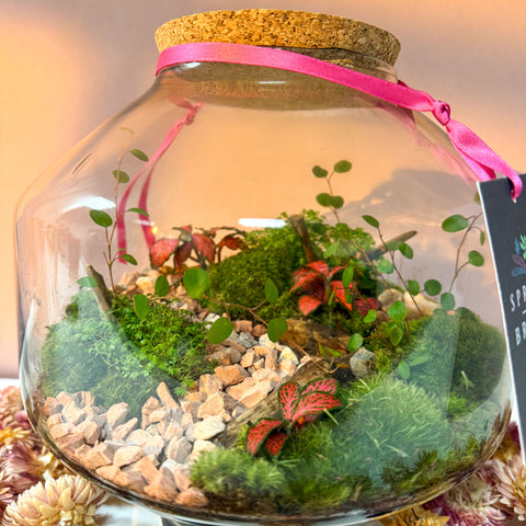 Iza Glass Valentine’s Bioactive Terrarium