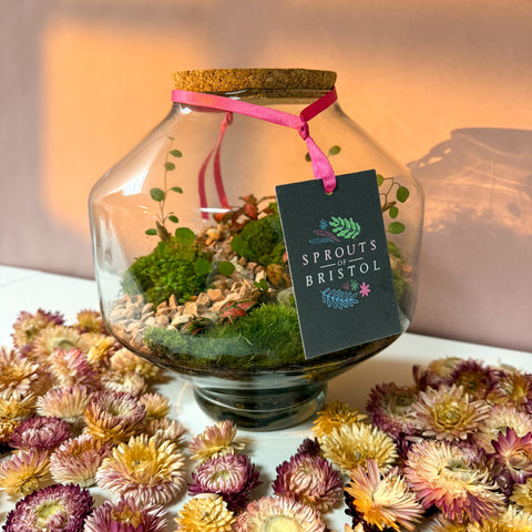 Iza Glass Valentine’s Bioactive Terrarium