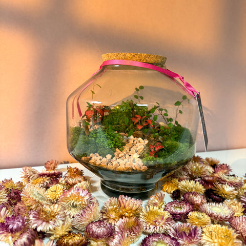 Iza Glass Valentine’s Bioactive Terrarium