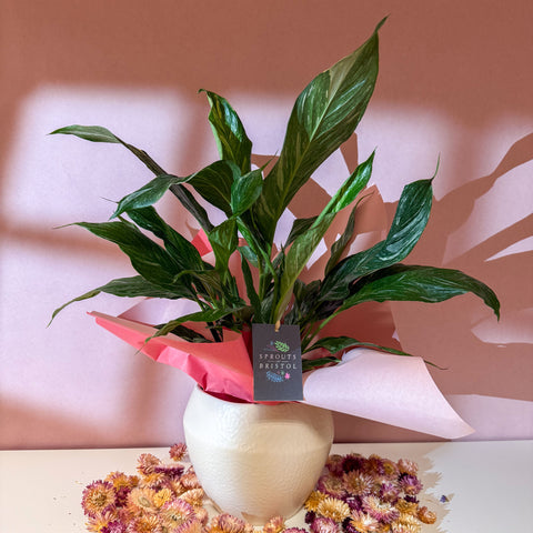 Diamond Peace Lily + Amarah Pot - Valentines Bundle