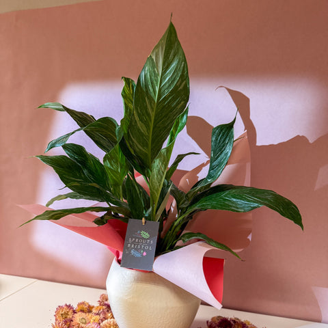 Diamond Peace Lily + Amarah Pot - Valentines Bundle