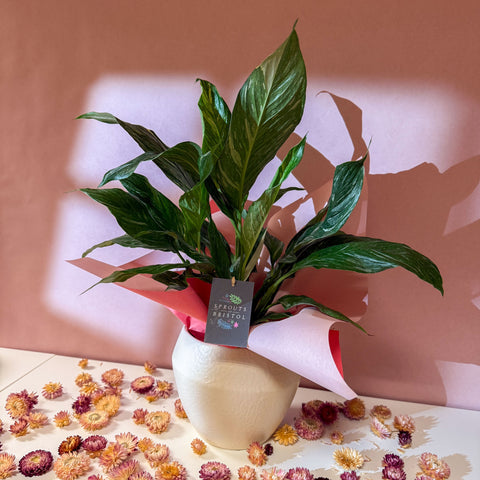 Diamond Peace Lily + Amarah Pot - Valentines Bundle