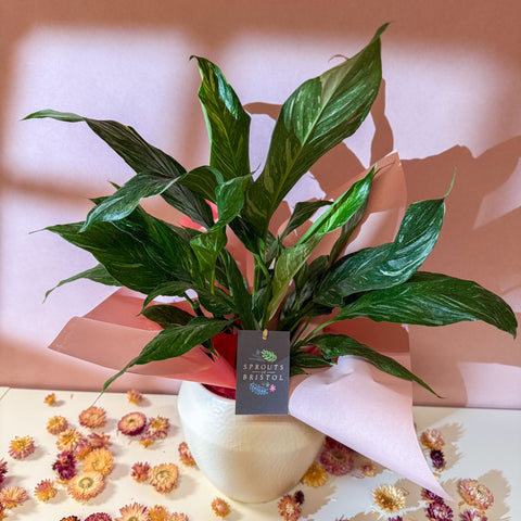Diamond Peace Lily + Amarah Pot - Valentines Bundle