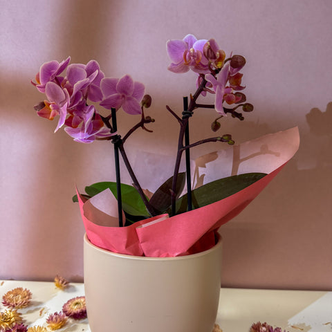 Pink 'Romantico' Orchid + Cairo Pot – Valentine’s Bundle