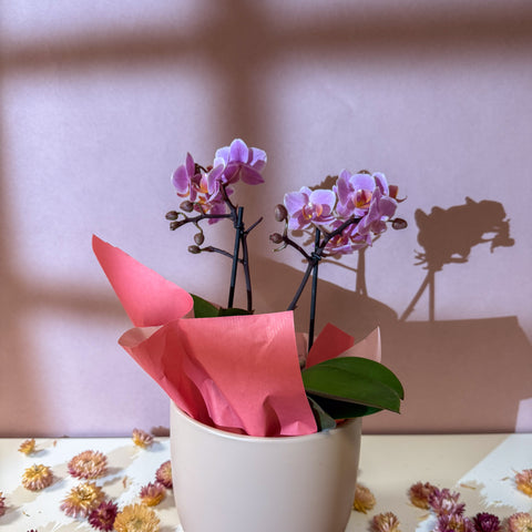 Pink 'Romantico' Orchid + Cairo Pot – Valentine’s Bundle
