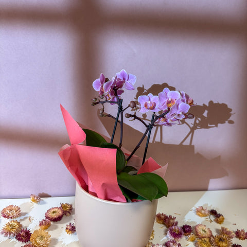 Pink 'Romantico' Orchid + Cairo Pot – Valentine’s Bundle