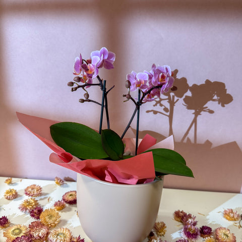 Pink 'Romantico' Orchid + Cairo Pot – Valentine’s Bundle