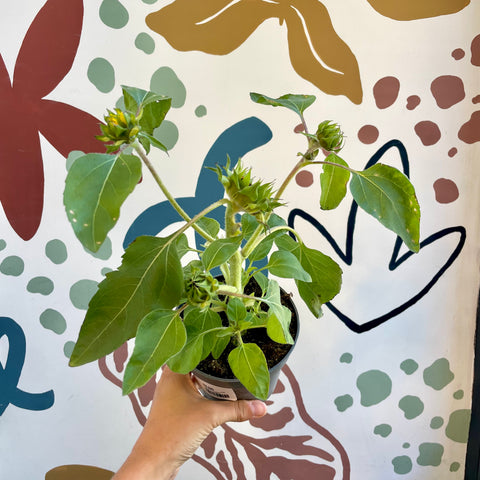 Helianthus annuus 'Petisol' - Potted Sunflower