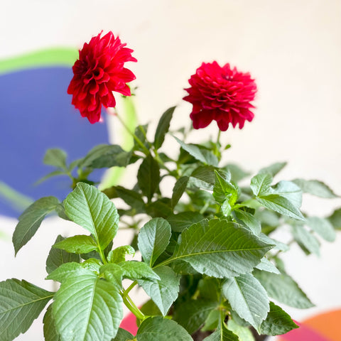 Dahlia 'Gallery Blood Red' - British Grown