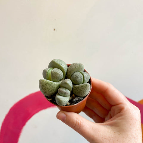 Pleiospilos nelii - Living Granite