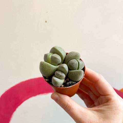 Pleiospilos nelii - Living Granite