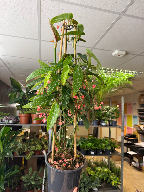 Begonia ‘Coral Pink’
