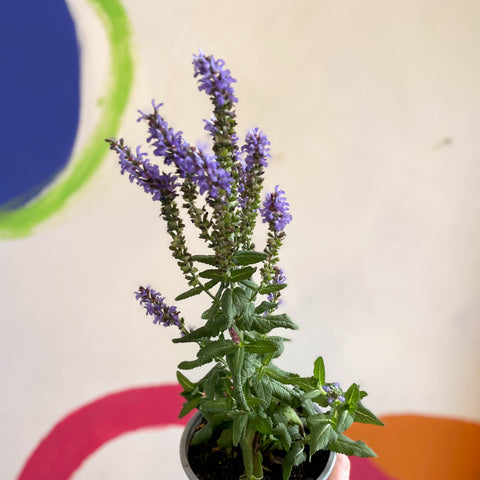 Herbstsalbei - Salvia greggii 'Cherry Lips' - in Großbritannien angebaute mehrjährige Pflanze