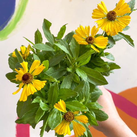 Helenium autumnale 'HayDay Golden Bicolor' - Sneezeweed - British Grown