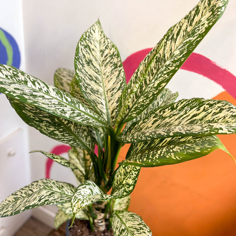 Leopardenlilie - Dieffenbachia 'Tropic Snow'