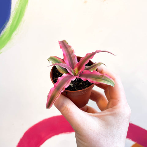 Earth Star Plant - Cryptanthus bivittatus 'Super Pink Star'