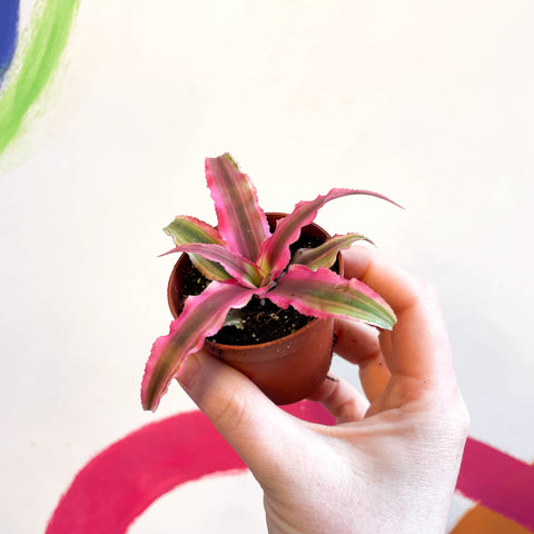 Planta Estrella de la Tierra - Cryptanthus bivittatus 'Super Pink Star'