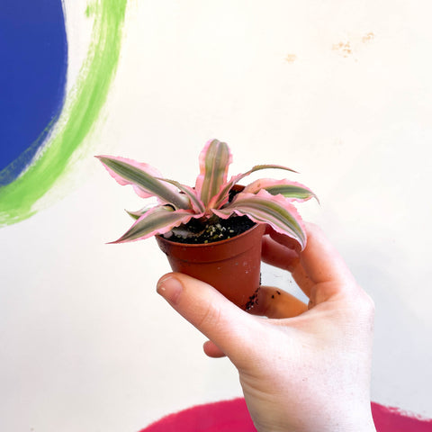 Earth Star Plant - Cryptanthus bivittatus 'Pink Starlight'