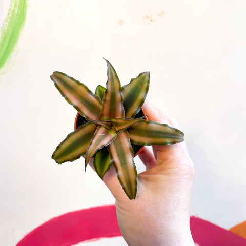 Earth Star Plant - Cryptanthus bivittatus 'Chocolate Soldier'