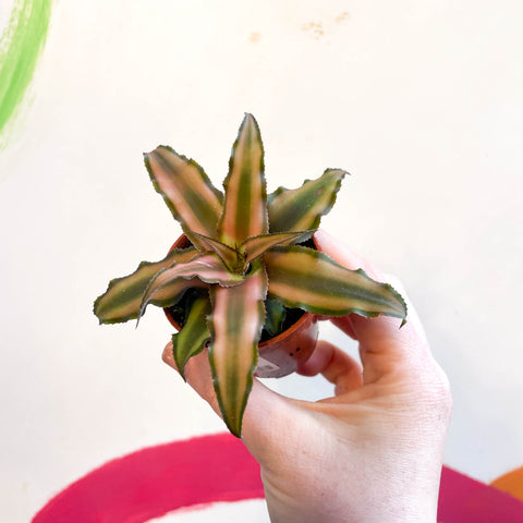 Earth Star Plant - Cryptanthus bivittatus 'Chocolate Soldier'