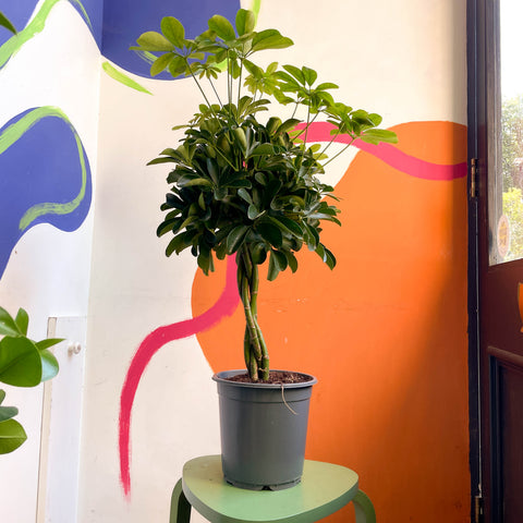 schefflera arboricola nora Schefflera arboricola 'Nora'