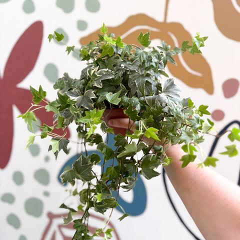 Hedera helix 'Bont' - English Ivy