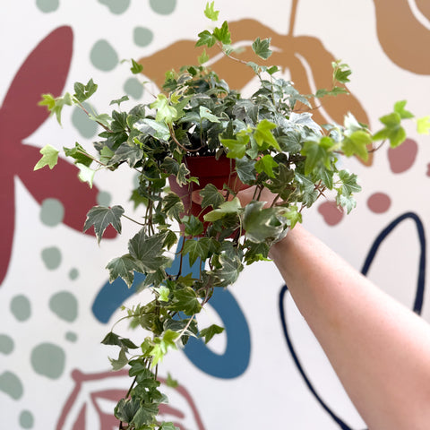 Hedera helix 'Bont' - English Ivy