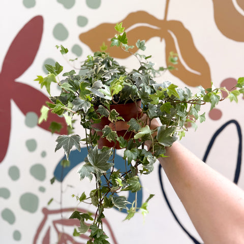 Hedera helix 'Bont' - English Ivy