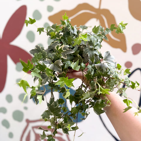 Hedera helix 'Bont' - English Ivy