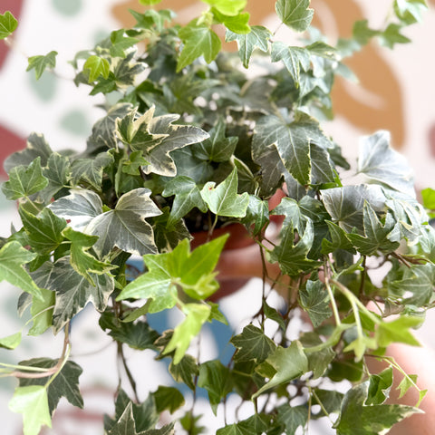 Hedera helix 'Bont' - English Ivy