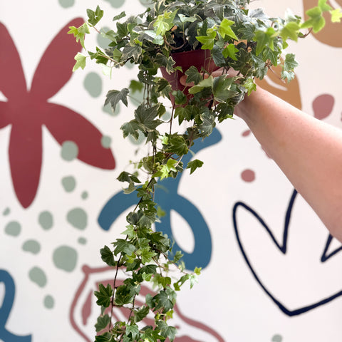 Hedera helix 'Bont' - English Ivy
