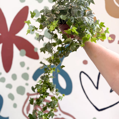 Hedera helix 'Bont' - English Ivy